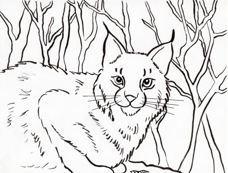 760x577 Bobcat Coloring Page