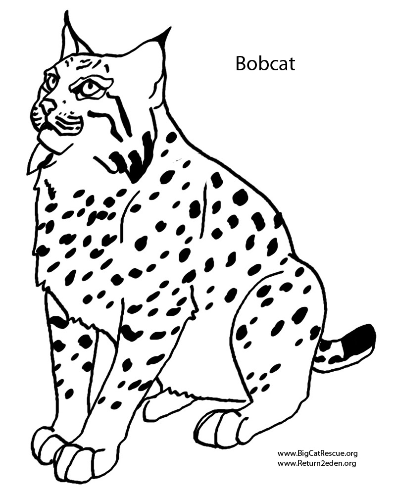 800x1000 Bobcat Coloring Pages