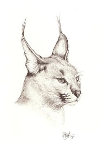 Bobcat Drawing at GetDrawings | Free download