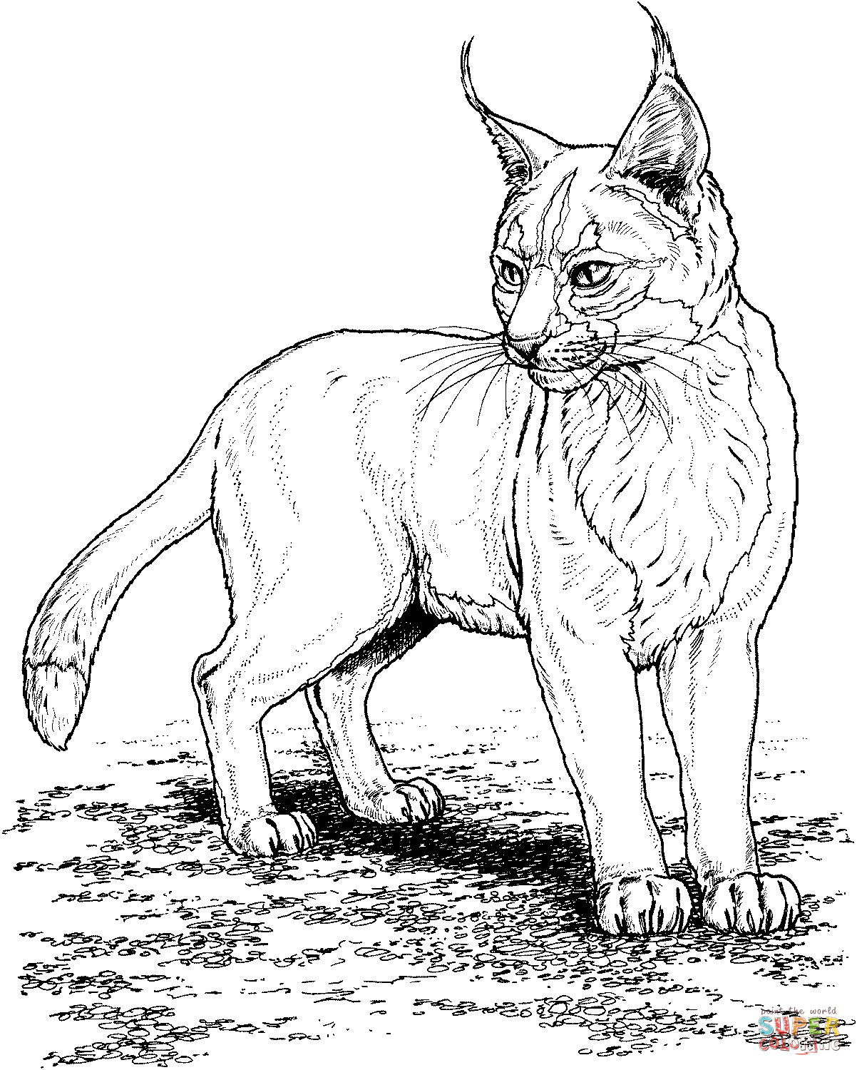 1202x1500 Bobcats Coloring Pages Free Coloring Pages