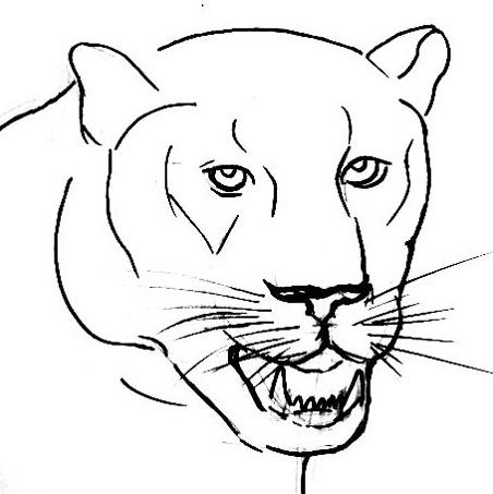452x453 How To Draw A Lynx Face