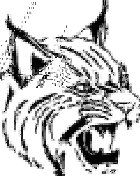 485x608 Tiger, Cat, Feline, Wildcat, Head, Skull, Face, Animal, Bobcat