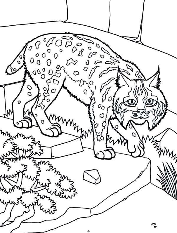 600x790 Bobcat As House Pet Coloring Pages Best Place To Color
