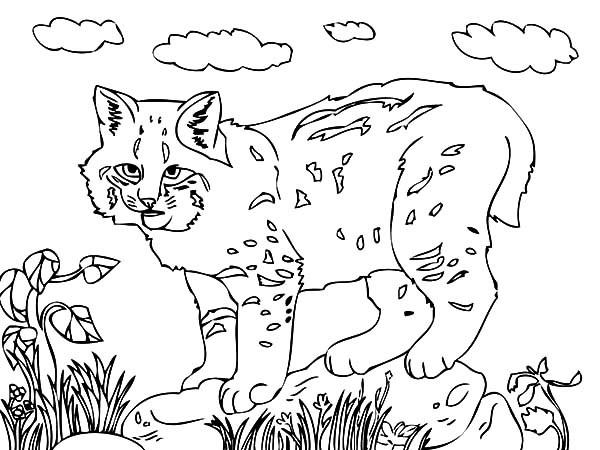 600x450 How To Draw Bobcat Coloring Pages Best Place To Color