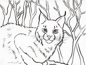 286x217 How To Draw Bobcats, Bobcat, Step By Step, Forest Animals, Bobcats