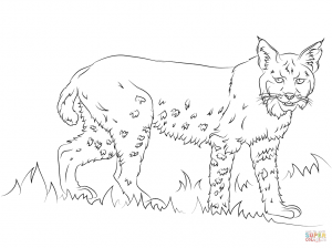 300x224 New Bobcats Coloring Pages