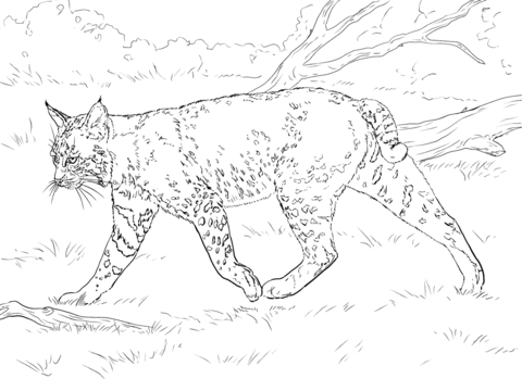 480x360 Realistic Bobcat Coloring Page Free Printable Coloring Pages