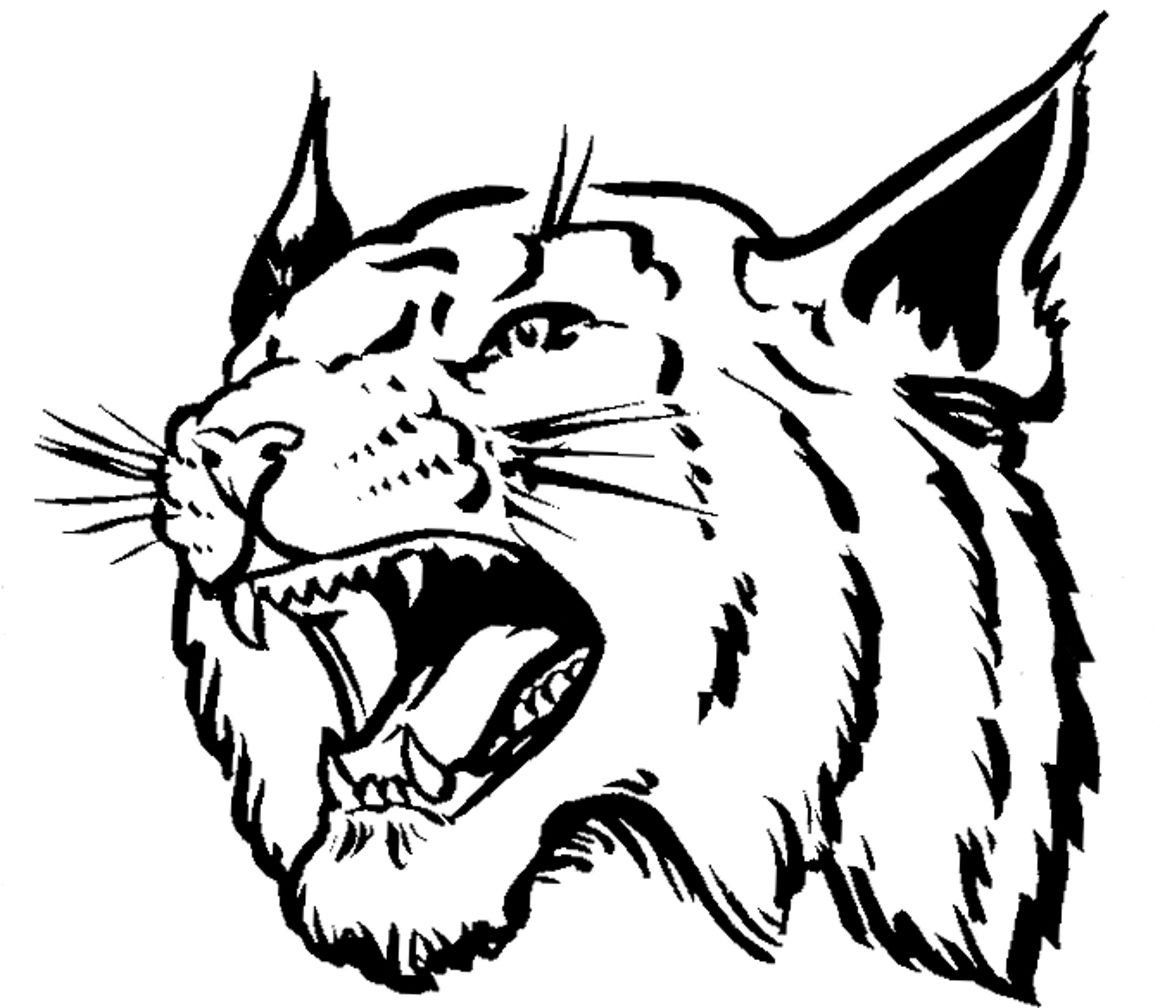 Bobcats Drawing at GetDrawings | Free download