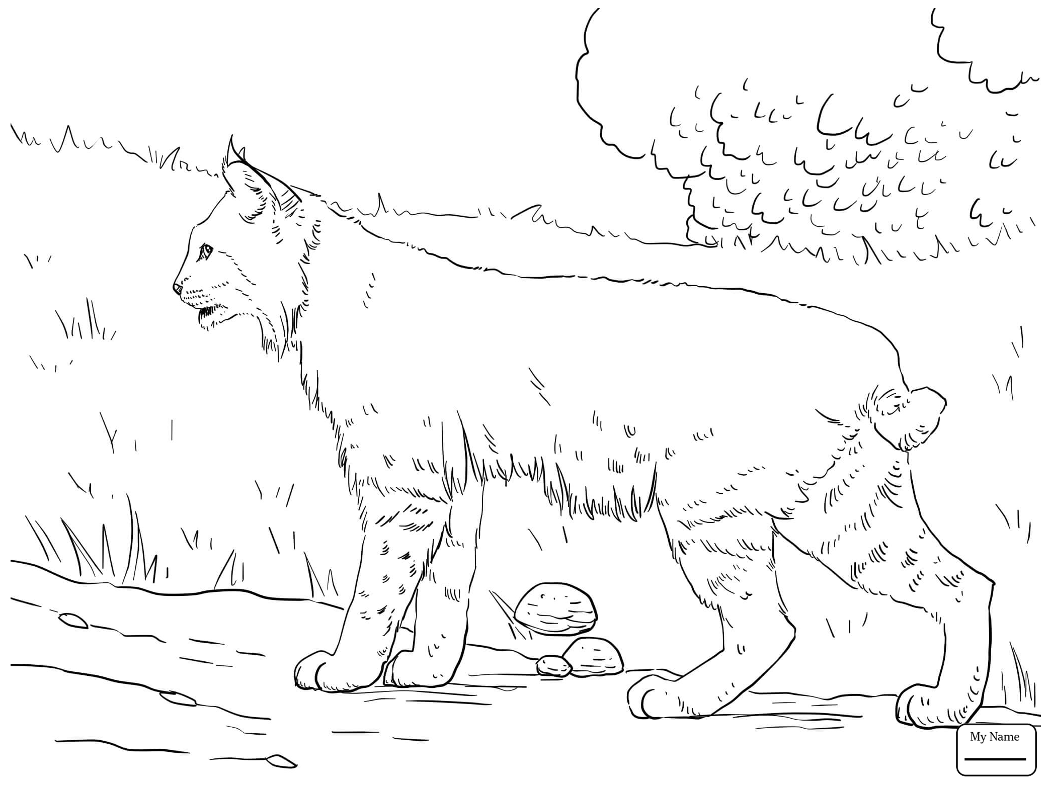 2089x1567 Bobcats Mammals Bobcat In The Forest Coloring Pages