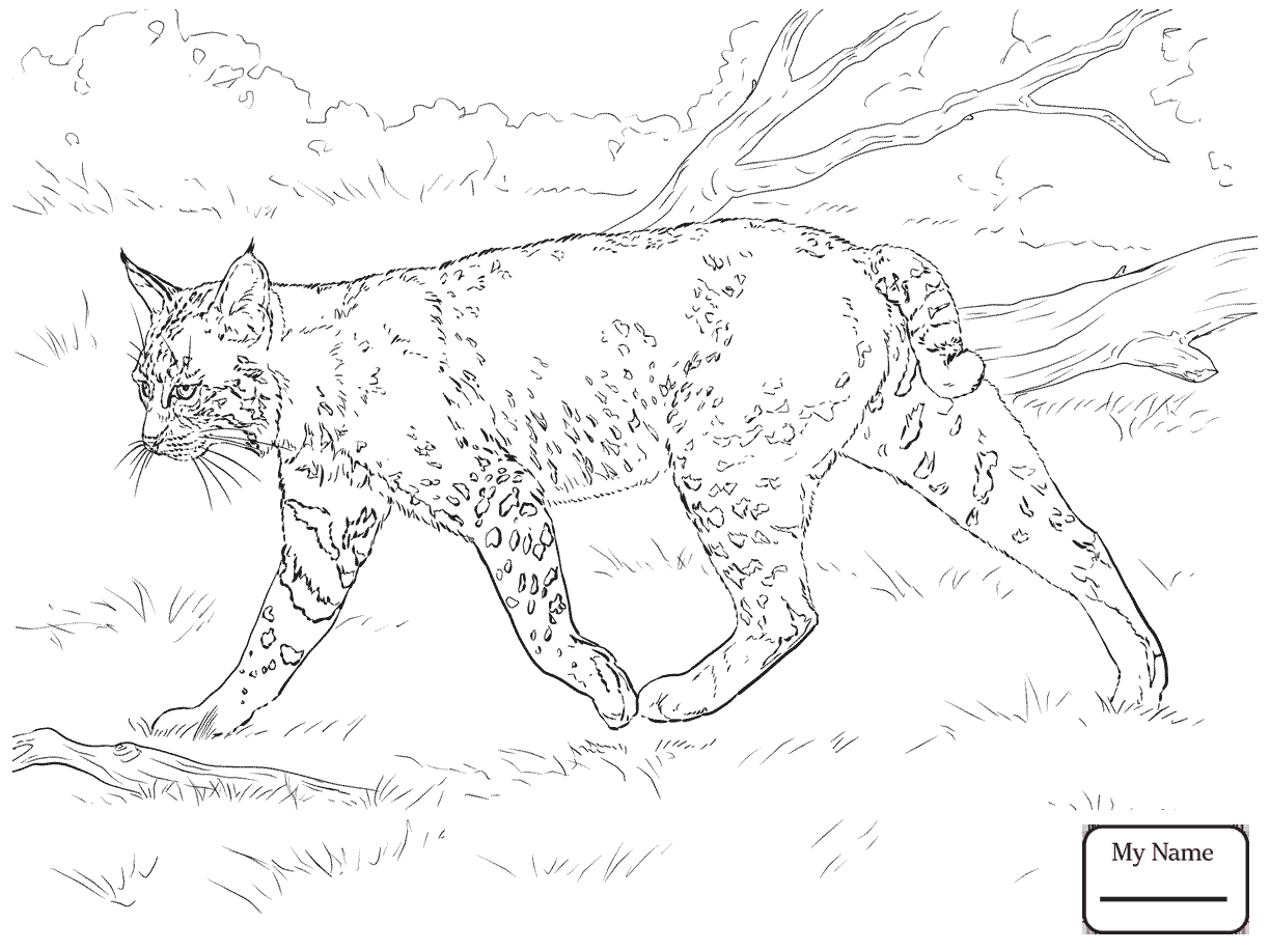 1224x918 Coloring Pages For Kids Laying Bobcat Mammals