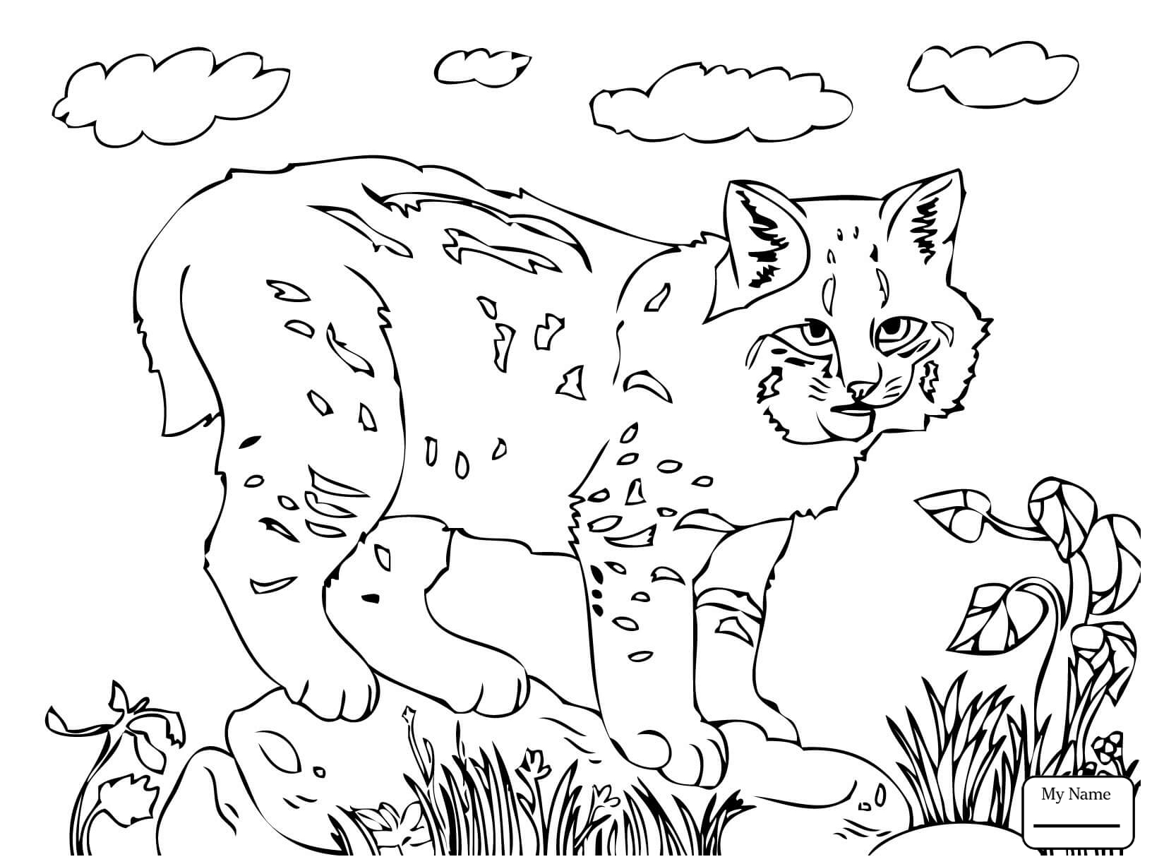 1632x1224 Mammals Lynx Cat Bobcats Coloring Pages For Kids