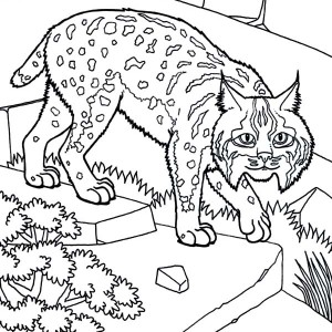 300x300 Bobcat Coloring Pages