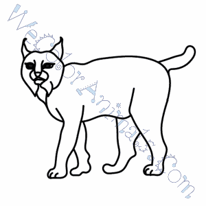 300x300 Bobcat Coloring Pages