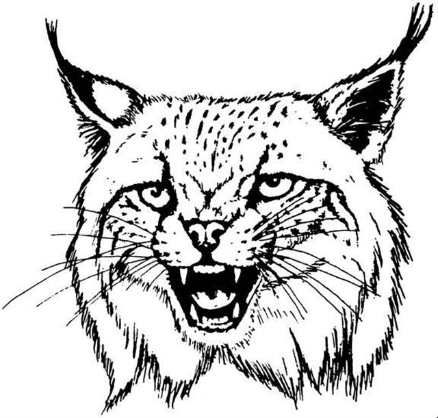 640x611 Bobcat Head Printable Wild Bobcats