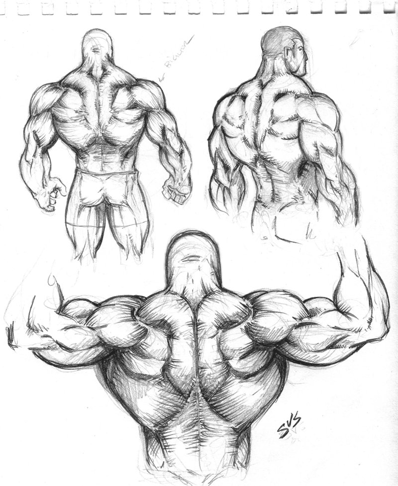 800x977 Muscular Back Study 01 By Spacehater