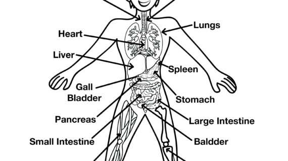 570x320 Diagram Of Parts Of Human Body For Children