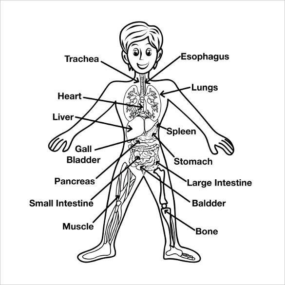 585x585 Free Body Diagram Templates Sample, Example, Format Download