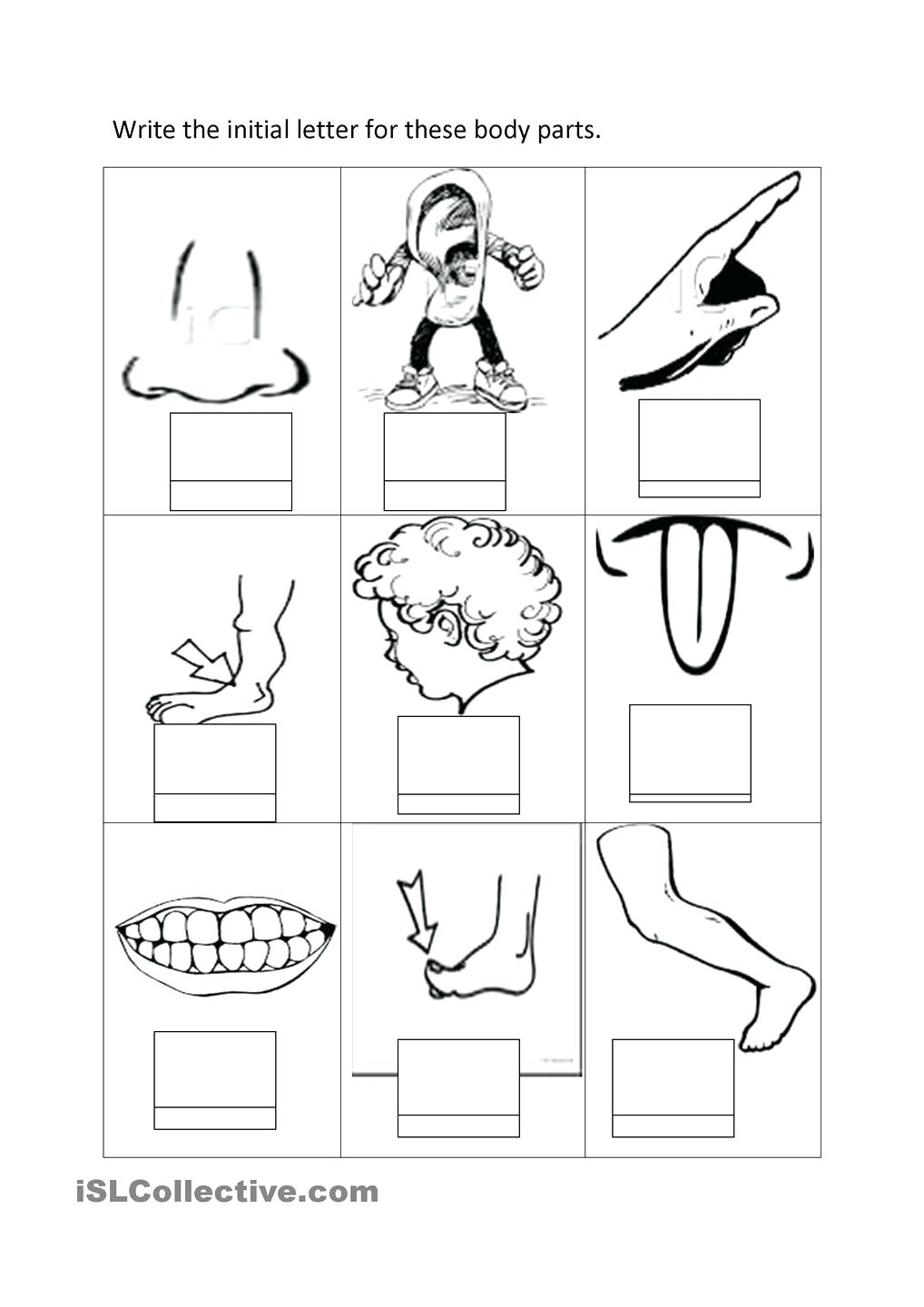1018x1440 Diagram Parts Of An Insect Diagram Body Coloring Pages High