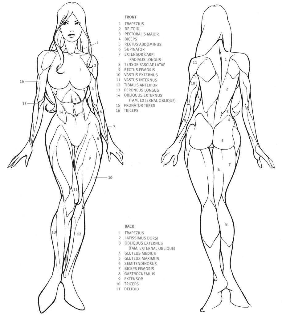 915x1024 Drawing Female Body Anatomy