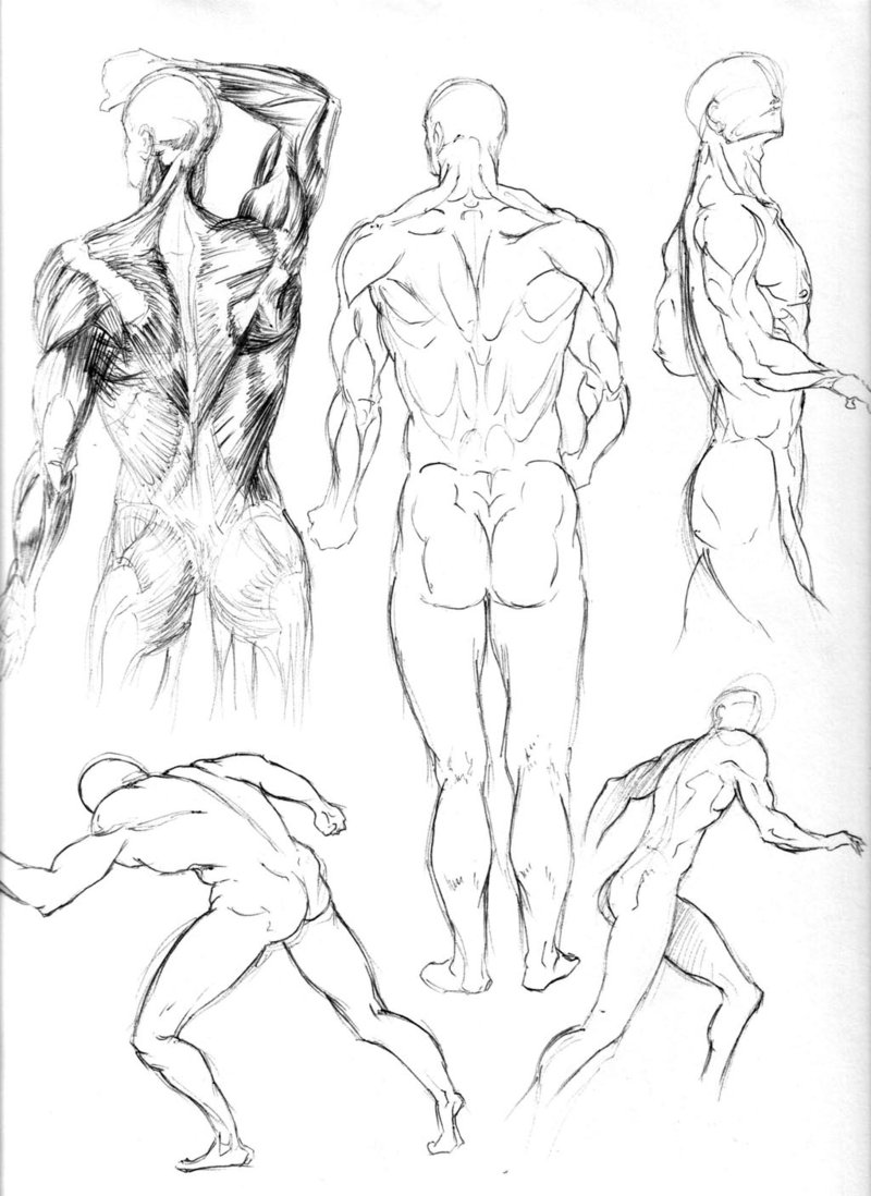800x1098 Figure Drawing Studies