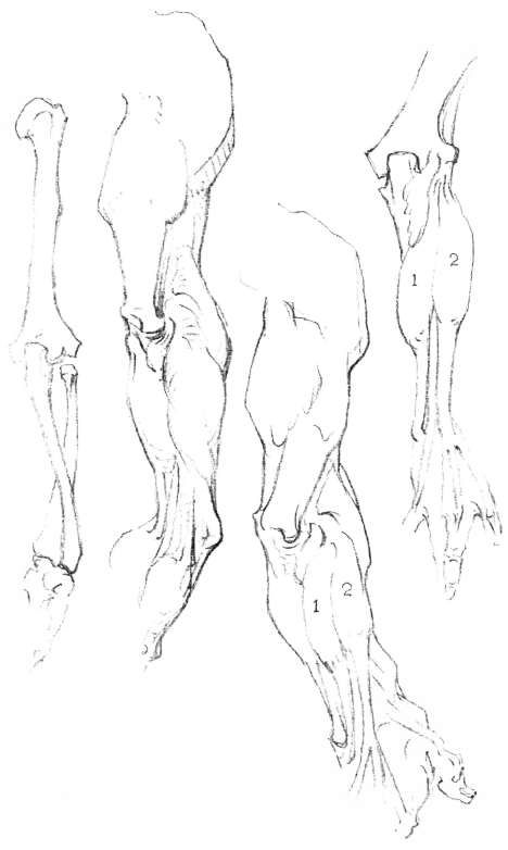 468x782 Constructive Anatomy Book.