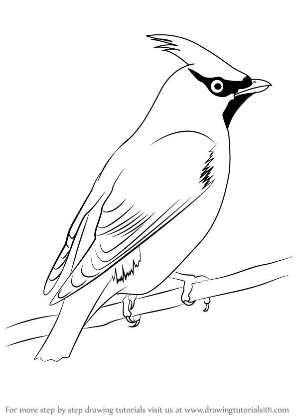 598x844 Learn How To Draw Bohemian Waxwing (Birds) Step By Step Drawing