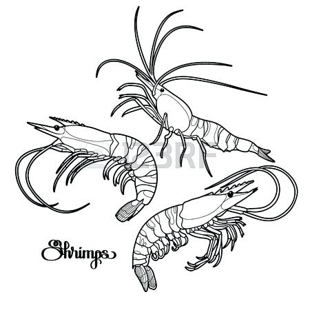 450x450 Crawfish Coloring Page Click To See Printable Version Of Crayfish