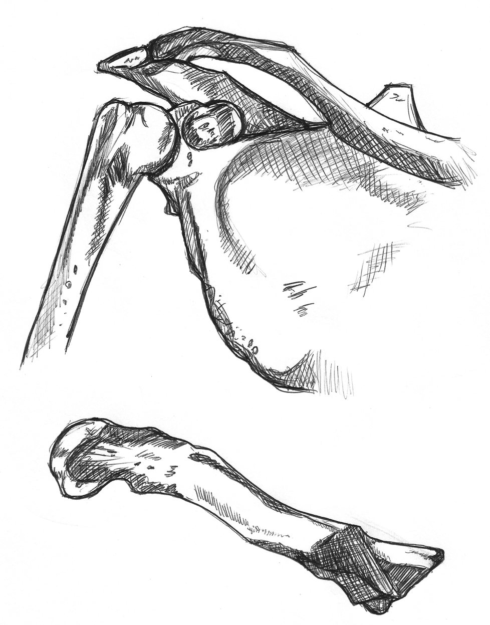 978x1247 Bone Sketches Sunbearer