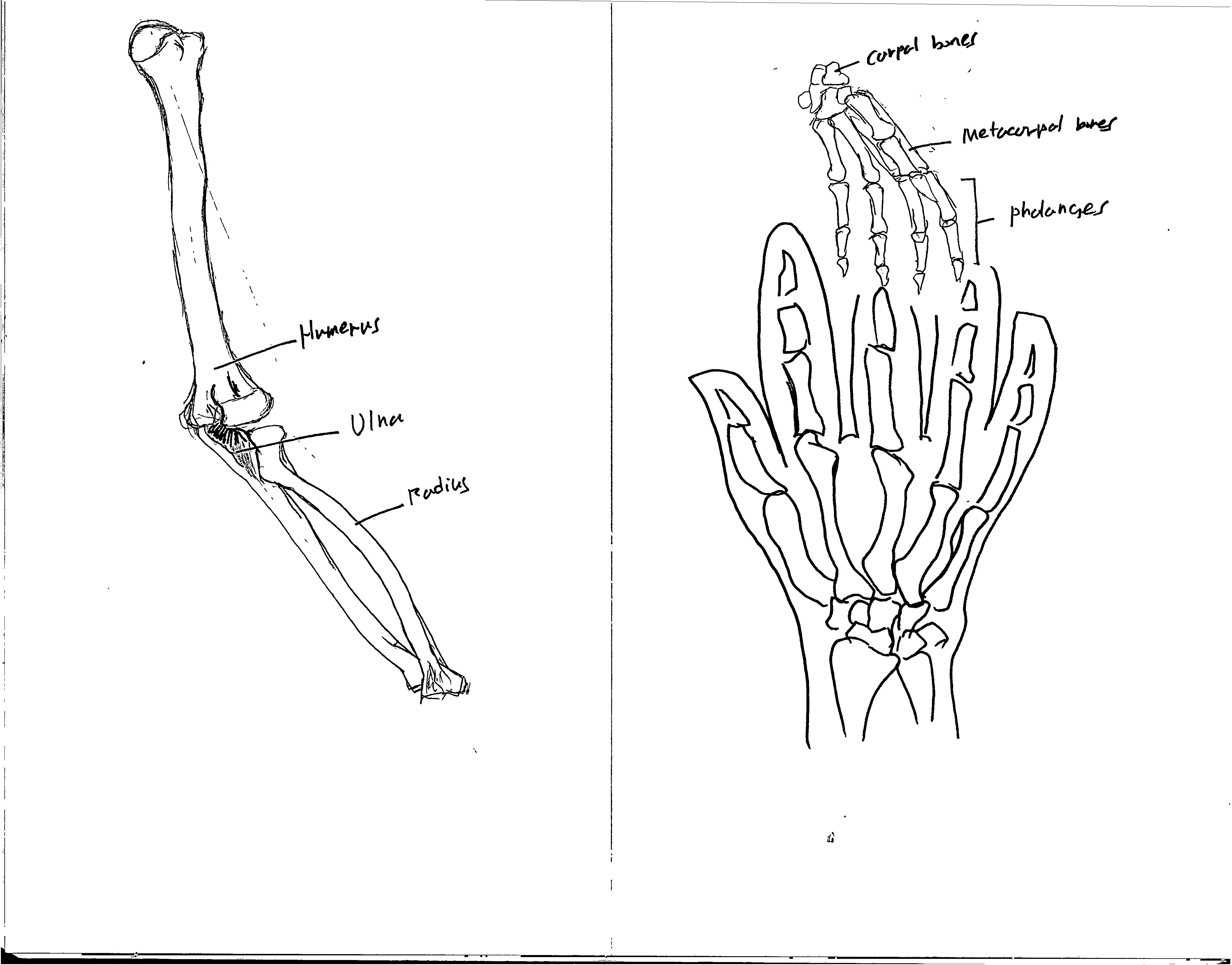 4209x3296 Bone Drawingarm And Hand Joonrockchoi