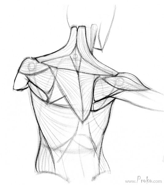 534x600 How To Draw The Shoulder Bones Proko