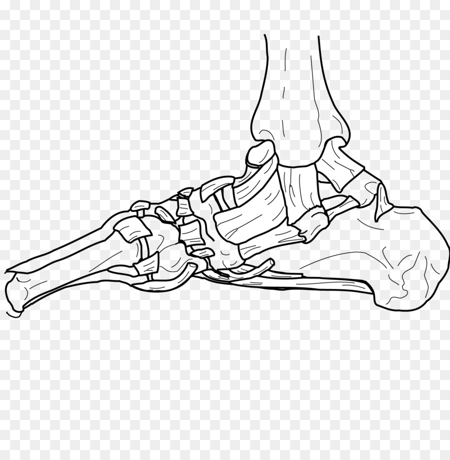 900x920 Joint Bone Human Body