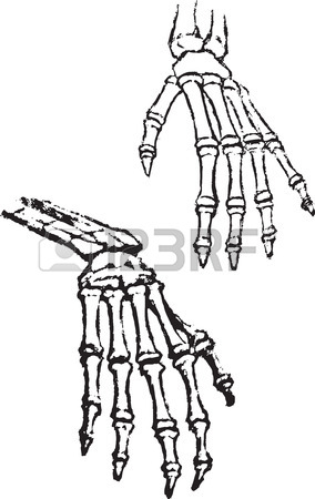 284x450 Skeleton Hands Vector Bone Anatomy Human Black Sketch Drawing