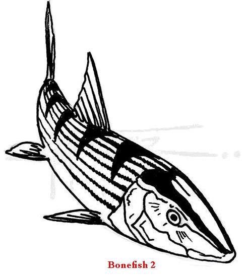 490x546 Nautilus Custom Engraving