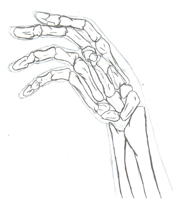 600x696 Hand's Bones By Zaharachan
