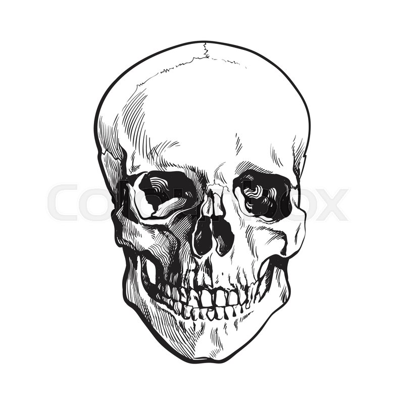 800x800 Hand Drawn Human Skull, Anatomical Model, Black And White Sketch