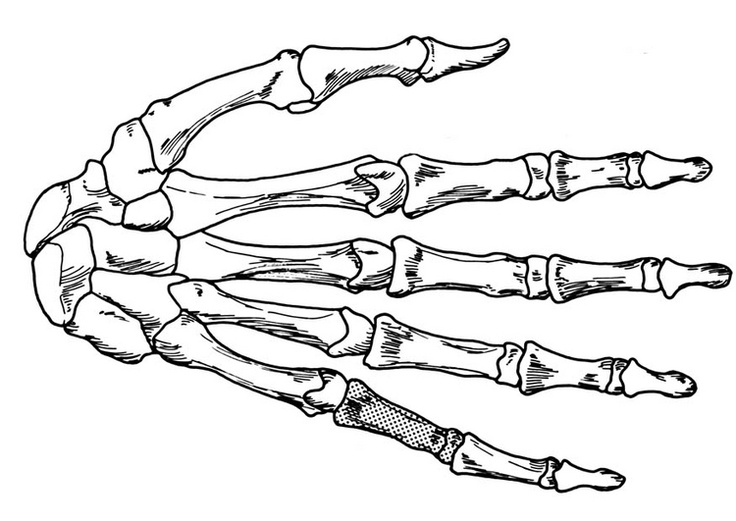 736x521 Human Hand Bones. Art Hand Bone And Sketches