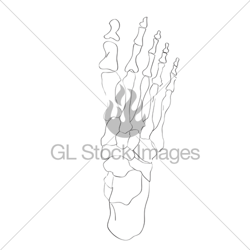 500x500 Above View Foot Bone Gl Stock Images