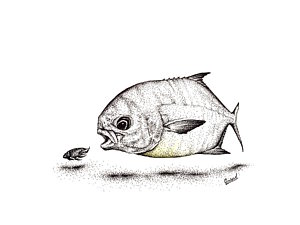 300x225 Permit Fish Drawings Fine Art America
