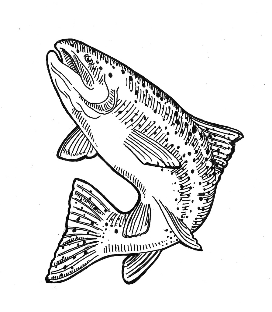 895x1024 The World's Best Photos Of Drawing And Trout