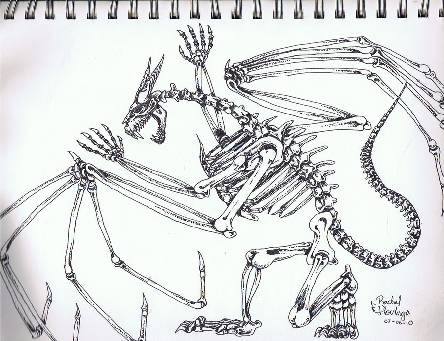 900x691 Dragon Bones