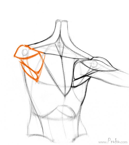 534x600 How To Draw The Shoulder Bones Proko