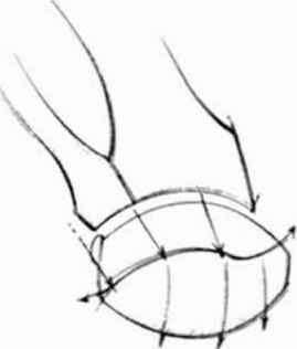 269x316 Anatomyand Structure