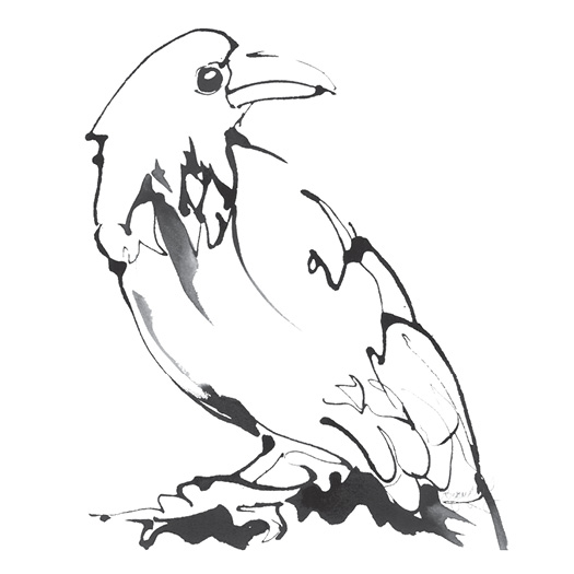 525x525 Bare Bones Drawing The Essence