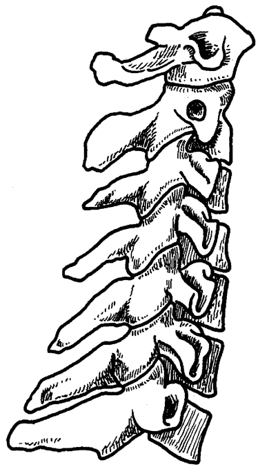 374x680 Bones Of The Adult Skeleton Part One The Axial Skeleton