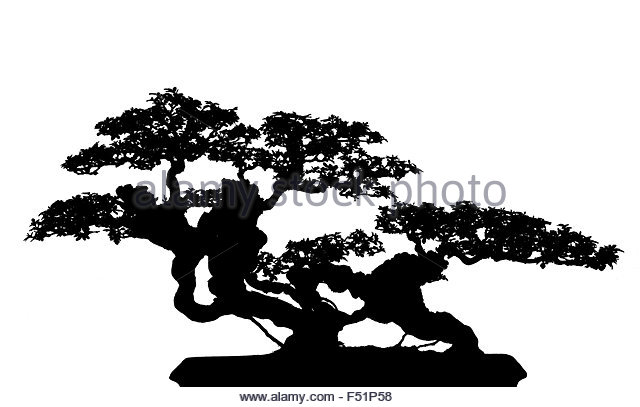 640x407 Bonsai Tree Black And White Stock Photos Amp Images