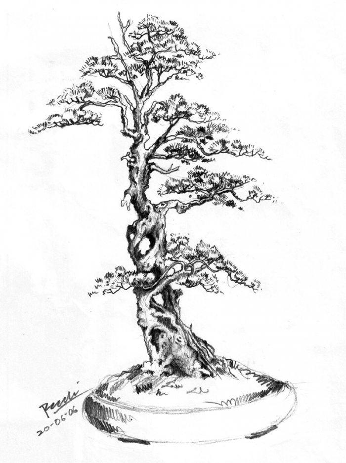 Bonsai Drawing at GetDrawings | Free download