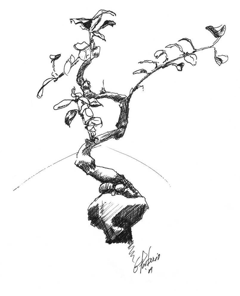 805x993 Bonsai By Olddrifter