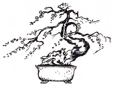 404x297 Club History Phoenix Bonsai Society