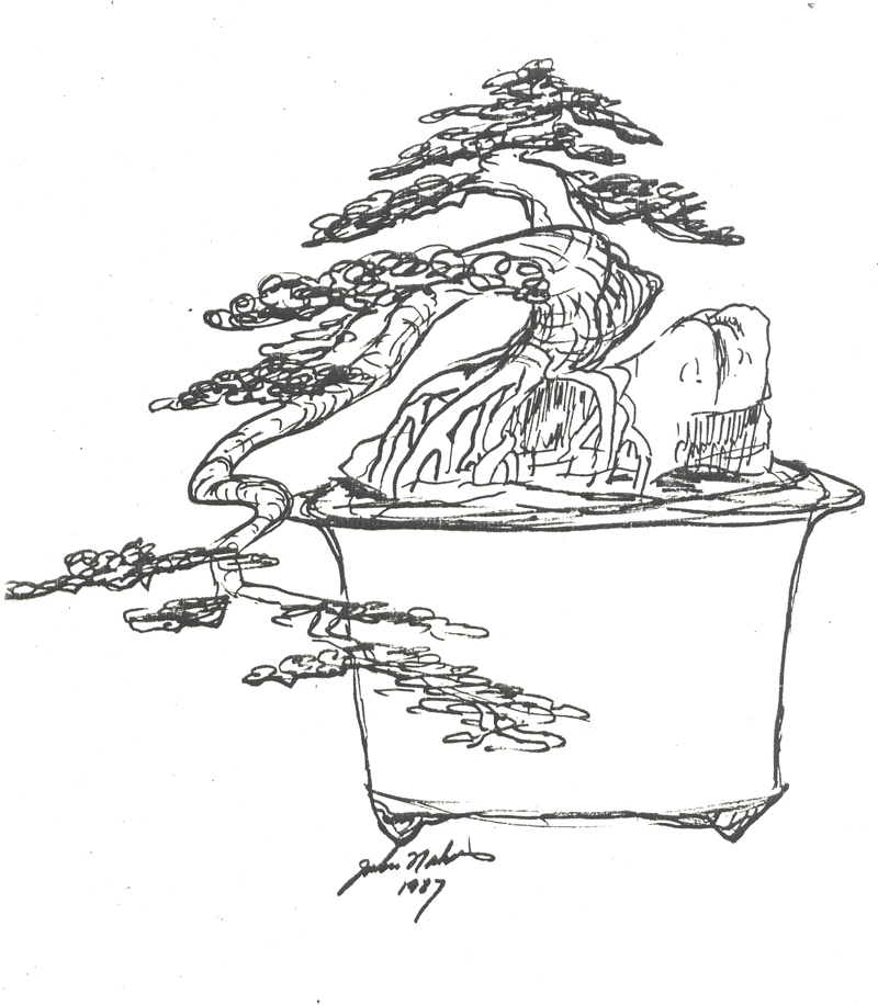 800x916 The Art Of Bonsai Project