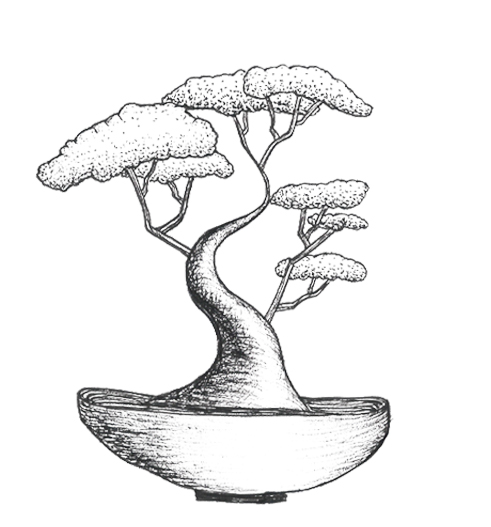 491x527 Contact Bonsai Boulevard